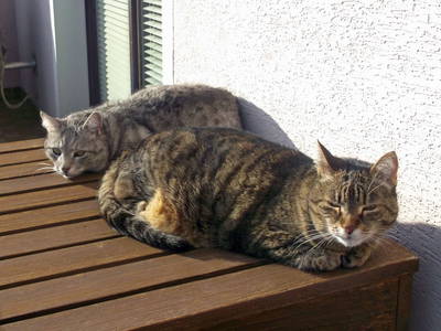 Bild 54 aus  Gästehaus Schlossblick