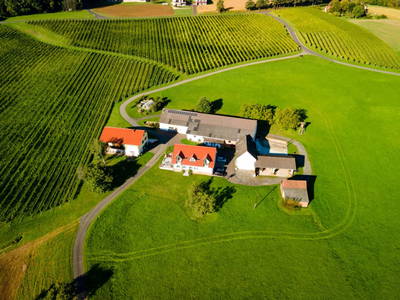 Bild 12 aus  Weinbau und Gästehaus Grießbacher
