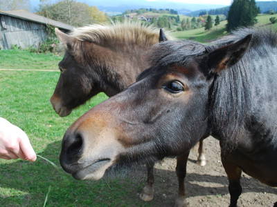 Bild 37 aus  Spathof