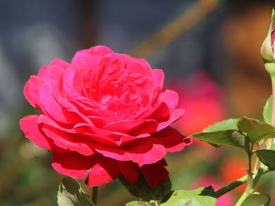 Bild 104 aus  Dichtlhof