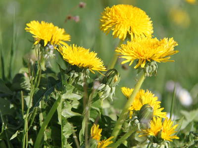 Bild 41 aus  Naturhof Innauer