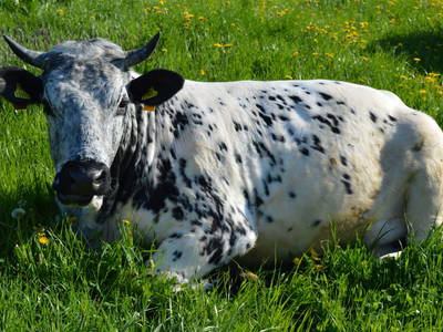 Bild 85 aus  Pircherhof - Adults Only am Biobauernhof