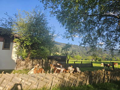 Bild 272 aus Schloss Saalhof