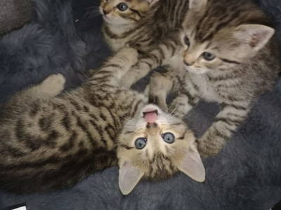 Bild 63 aus  Bruderhof