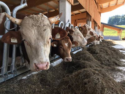 Bild 72 aus  Greischbergerhof