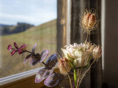 Bild 160 aus  Bachrain - Bio am Berg 