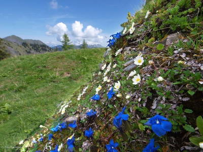 Bild 31 aus  Landhaus Dorfer - Obergollegg