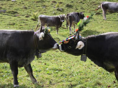 Bild 93 aus  Alfaierhof & Bergheimat