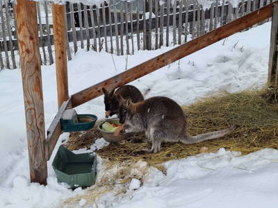 Bild 60 aus  Ferienhof Obergasser & Pension Bergblick