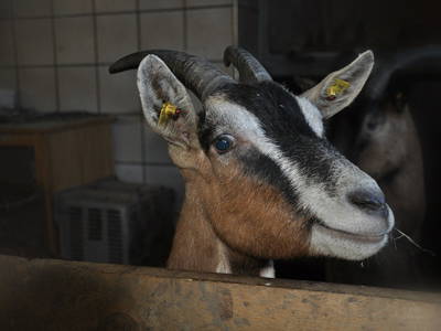 Bild 35 aus  Mühlehof Ennemoser