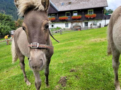 Bild 237 aus  Der Perweinhof