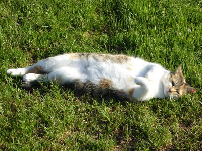 Bild 50 aus  Vitalbauernhof Zulehen