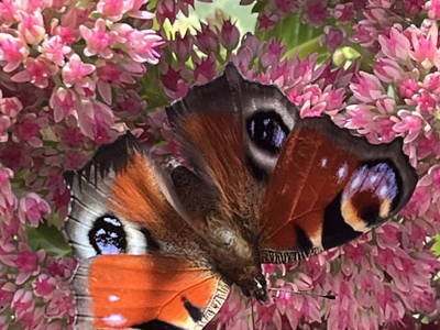 Bild 63 aus  Allamoarhof