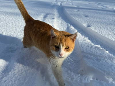 Bild 63 aus  Familienbauernhof Pieringer