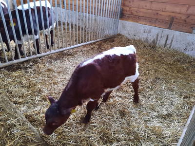 Bild 94 aus  Bio-Hof Vorderfromm