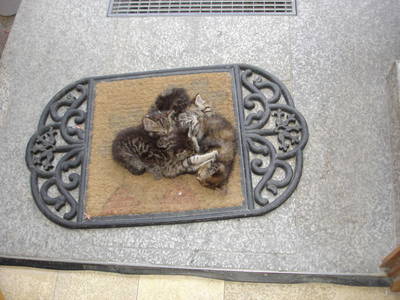 Bild 68 aus  Lugerfarm