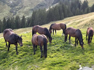 Bild 26 aus  Feriengut Hasenau