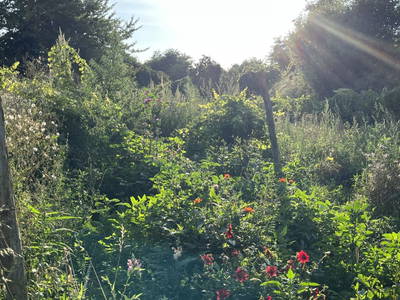 Bild 12 aus  Naturgartenurlaub - Steffis Ferienwohnungen