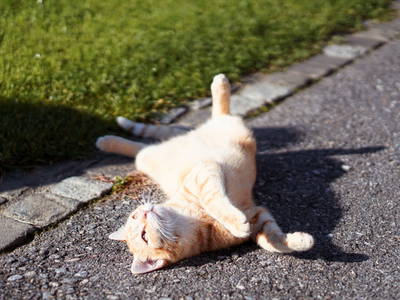 Bild 86 aus  Mühlbauerhof