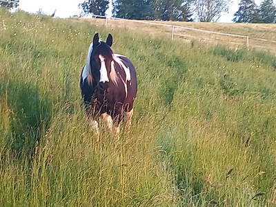 Bild 176 aus  Roiderhof am Irrsee