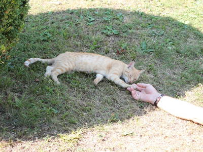 Bild 18 aus  Panorama Hof Fa. Sereinig