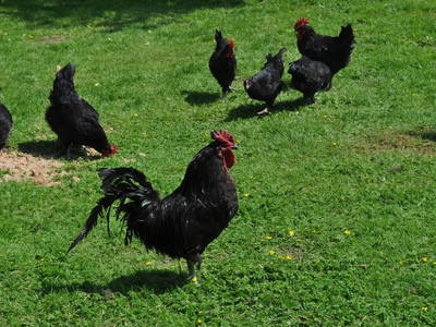 Bild 18 aus  Nutztier-Arche Hof Steindamm