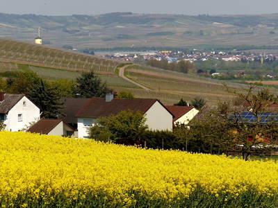 Bild 5 aus  Weingut Butzbach