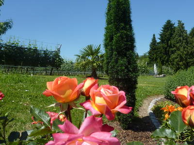 Bild 35 aus  Obst- und Ferienhof Gomeringer