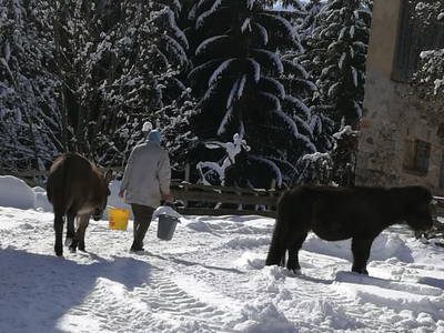 Bild 50 aus  Biobauernhof Walcherhof