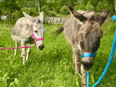 Bild 42 aus  Alpen Appartements Oberlehengut