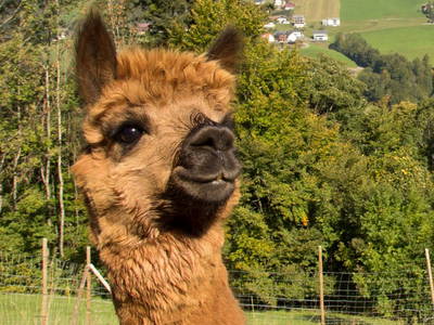 Bild 19 aus  Biberle Hof