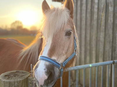 Bild 11 aus  Ferienhof Sell Bauernhofurlaub Ostsee Ponys