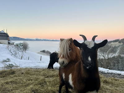 Bild 47 aus Spitalalm