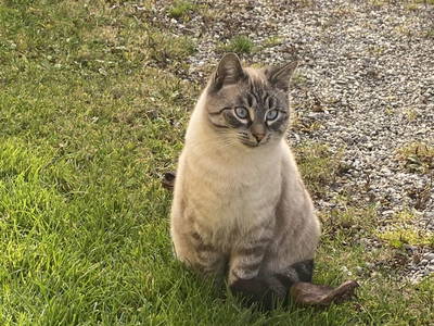 Bild 49 aus  Ferienhof Sturm