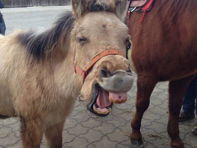 Bild 26 aus  Ferienhof Esterhammer