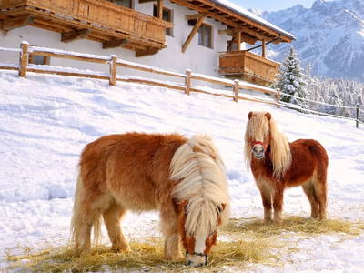 Bild 28 aus  Landhaus Eiter