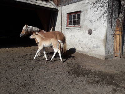 Bild 57 aus  Pfeiferhof