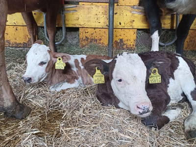 Bild 34 aus  Kaserer