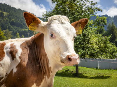 Bild 13 aus  Maierlehen