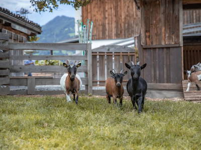 Bild 161 aus  Kinderbauernhof Albeineler Pitztal Tirol