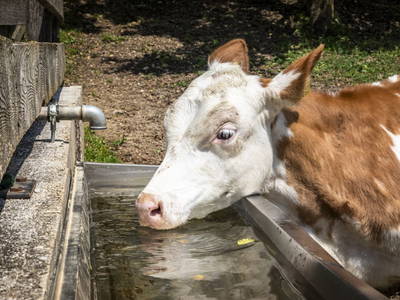 Bild 94 aus  Maierlehen