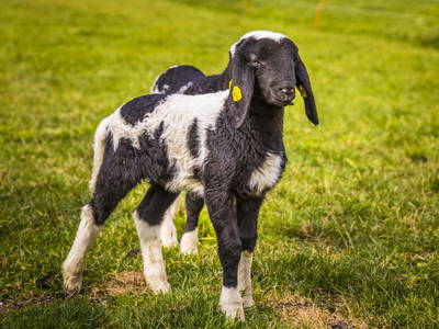 Bild 44 aus  Lacknerhütte