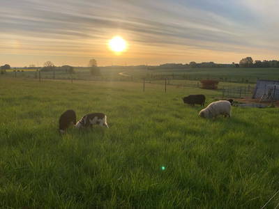 Bild 13 aus  Nordgården- Ferien auf dem Land