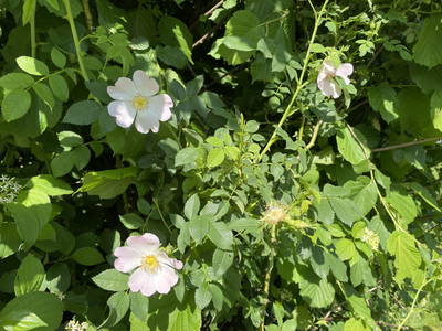 Bild 30 aus  AuszeitHof Vögel