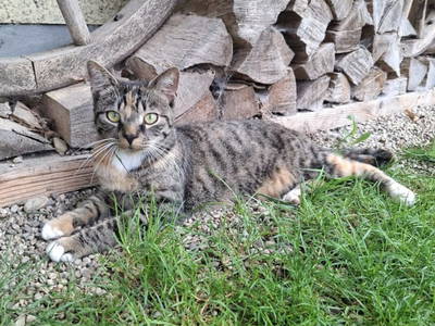 Bild 74 aus  Unteres Feld