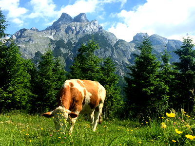 Bild 93 aus Alpen Appartements Oberlehengut HIDEAWAY