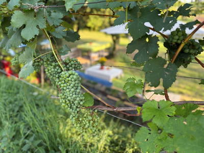 Bild 62 aus  Naturgartenurlaub - Steffis Ferienwohnungen