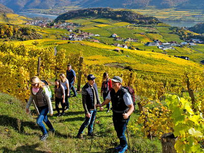 Bild 15 aus  Weingut STRAWANZER Donabaum