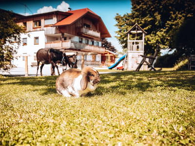 Bild 2 aus  Wastlbauer 