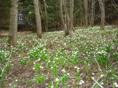 Bild 37 aus  Ferienwohnung Wiesmüller